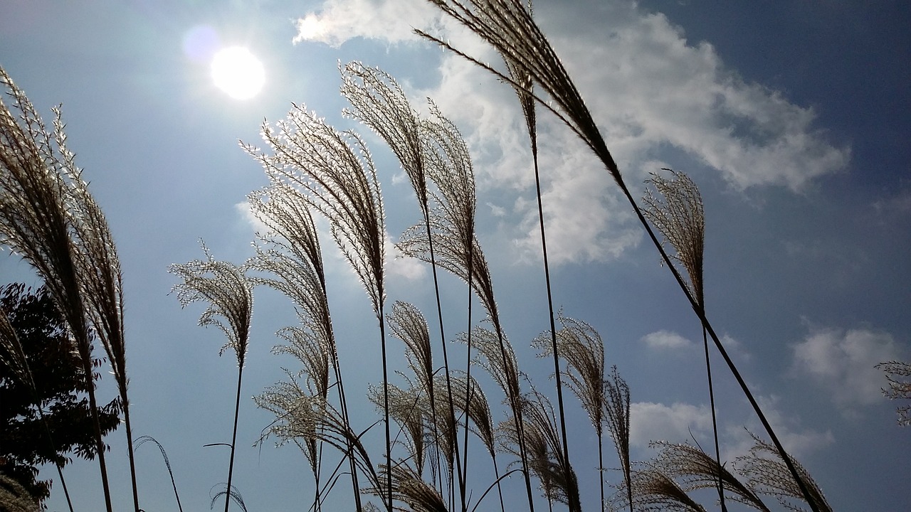 autumn sky reed sea free photo