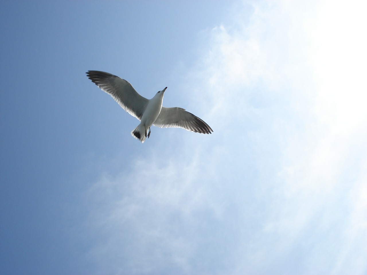 autumn sky seagull muuido free photo