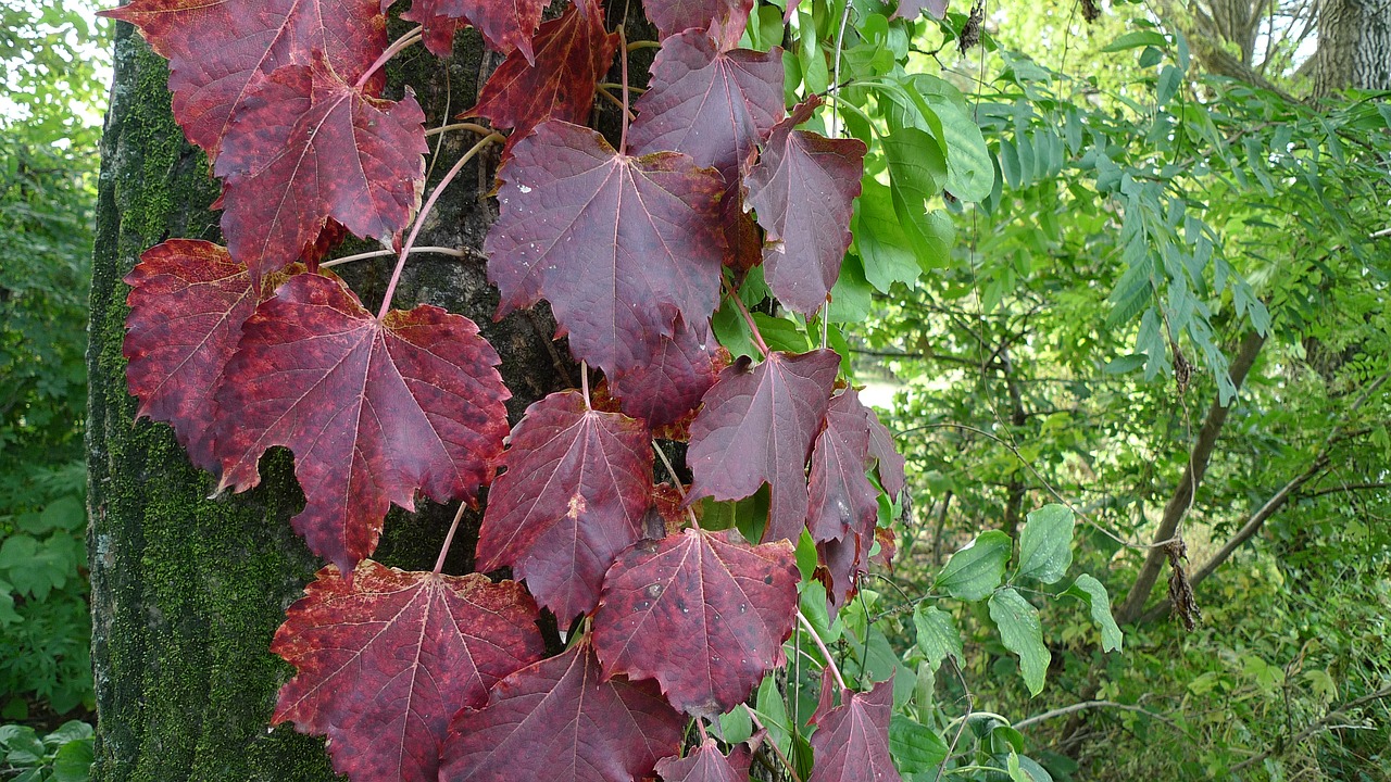 autumn sky in autumn ivy free photo