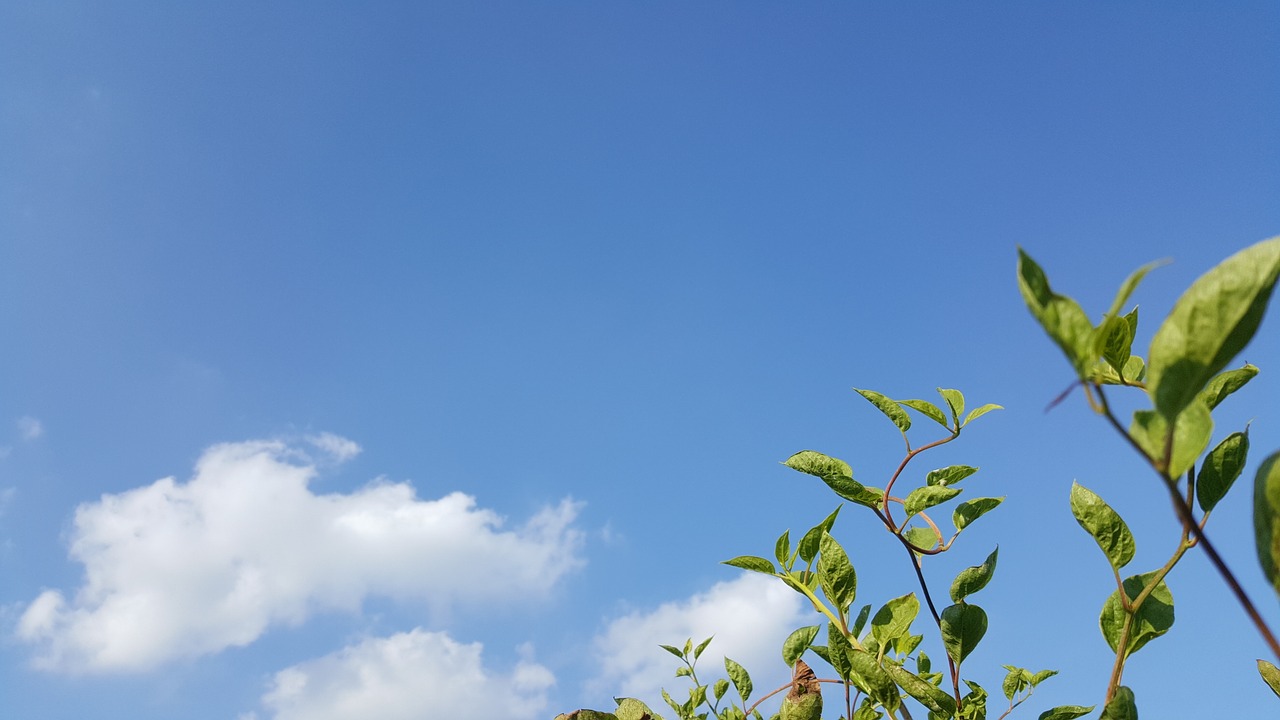 autumn sky schisandra cloud free photo