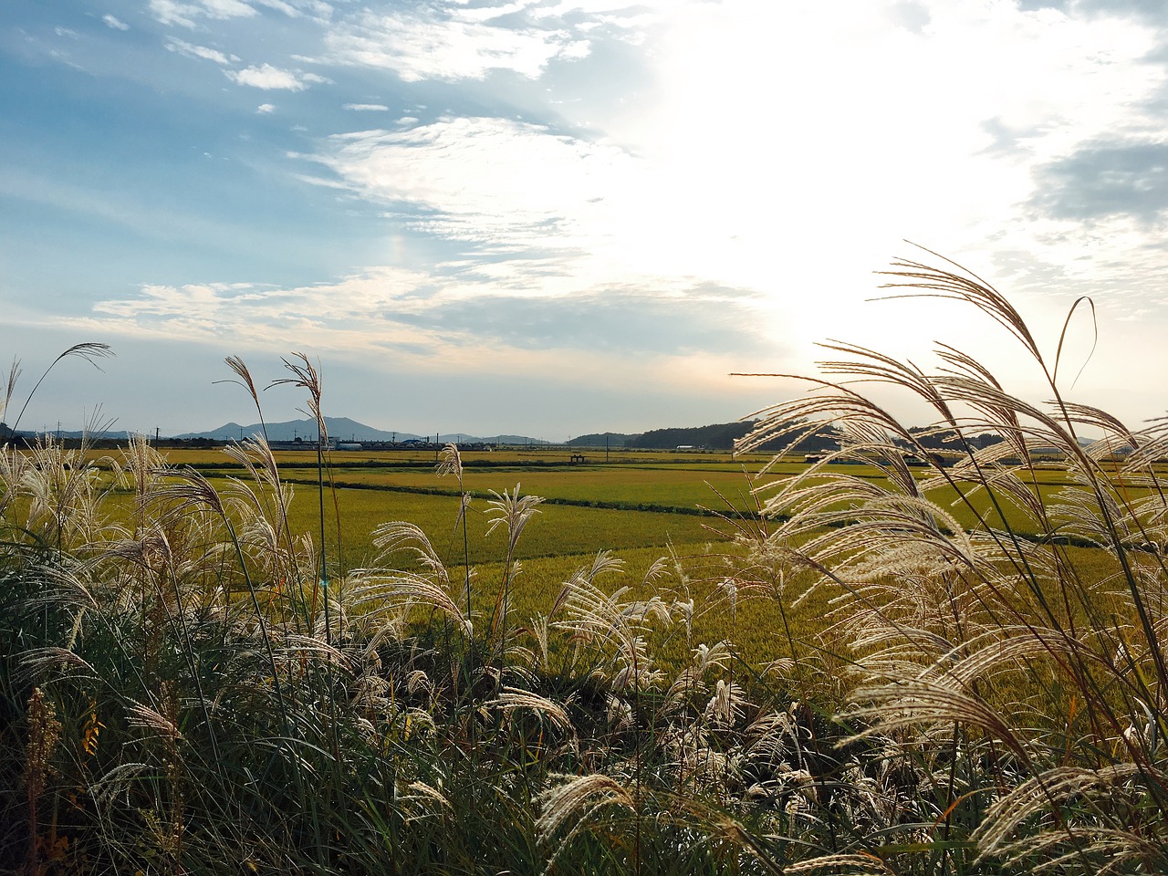 autumn sky reed silver grass free photo