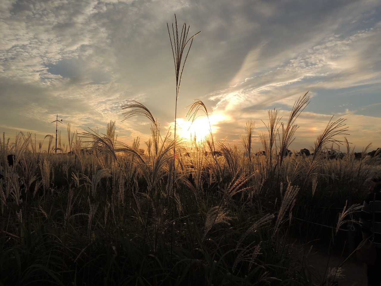 autumn sky glow reed free photo