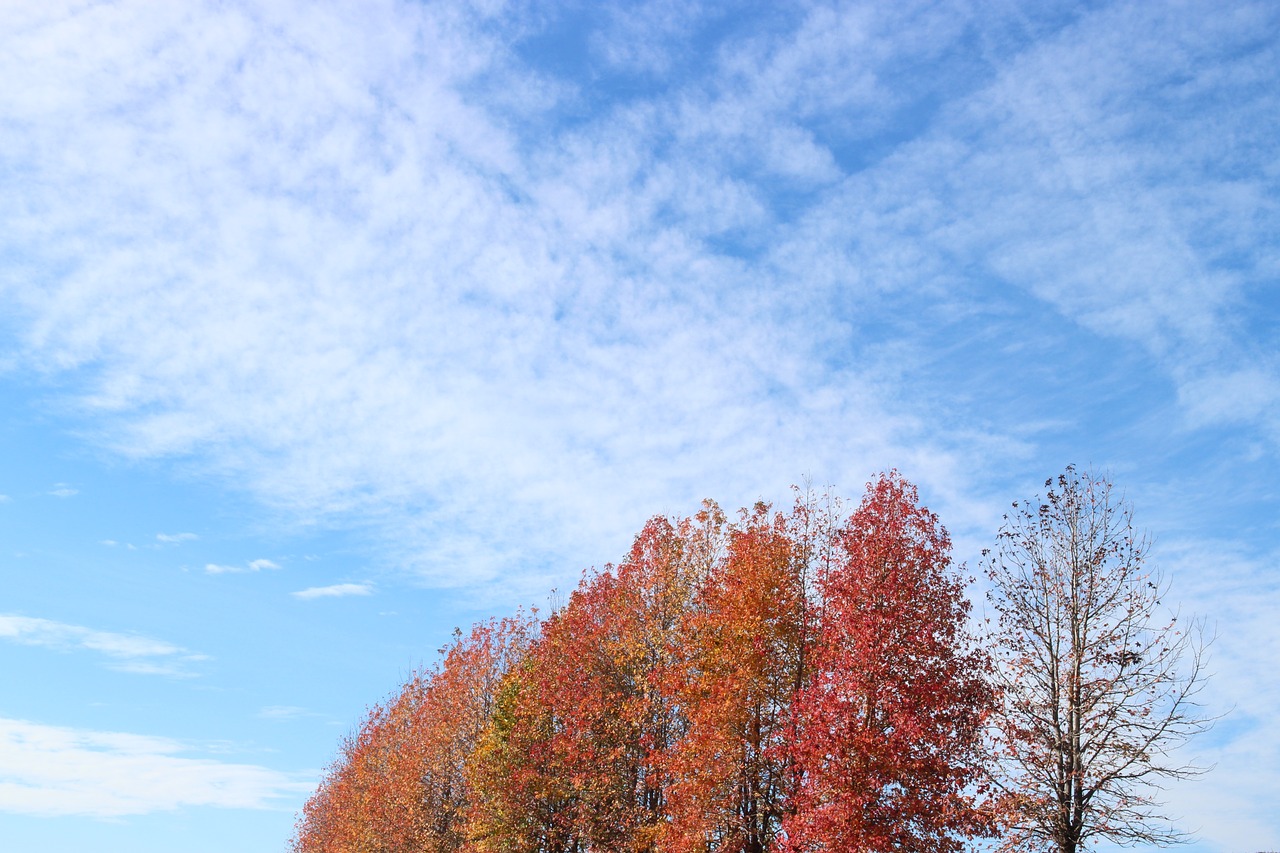 autumn sky  sky  autumn free photo