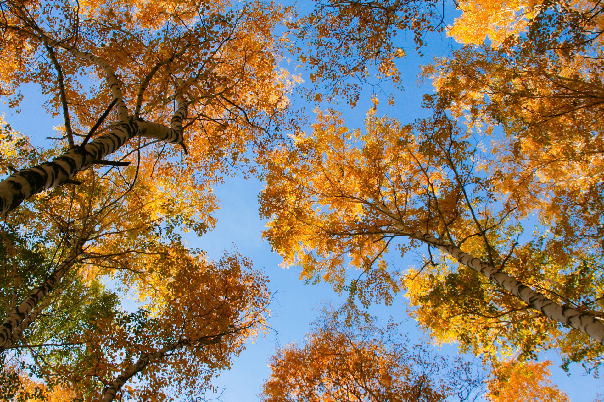 autumn sky yellow free photo