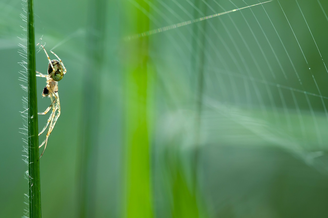 autumn spider metellina segmentata female free photo