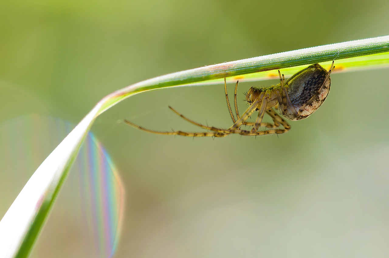 autumn spider metellina segmentata female free photo