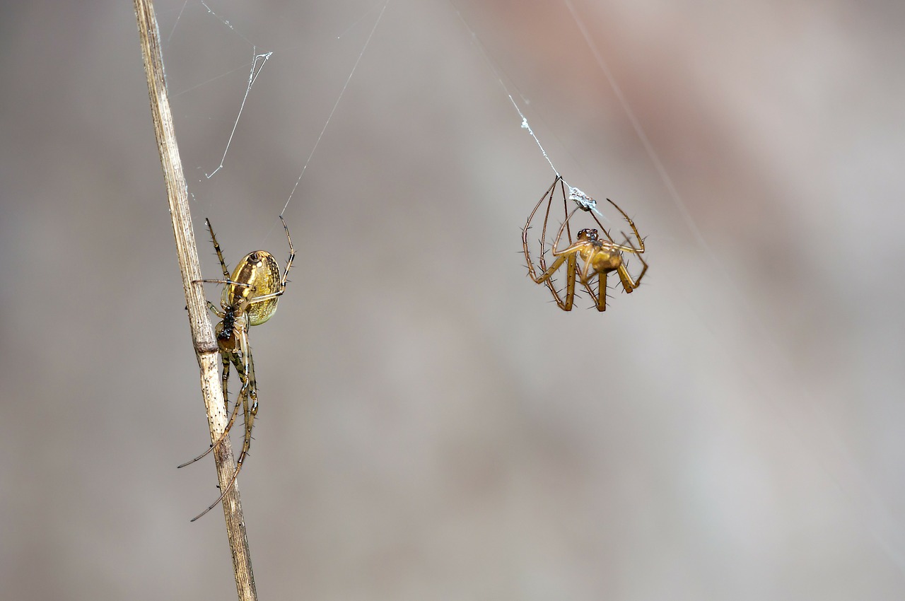 autumn spiders metellina segmentata female free photo