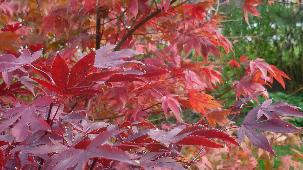 autumn splendor branches beautiful free photo