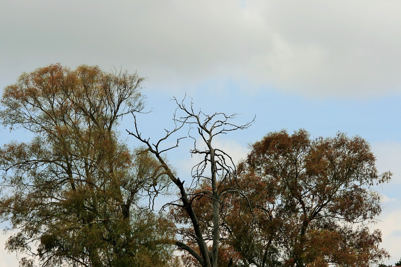 autumn starting trees eucalyptus free photo