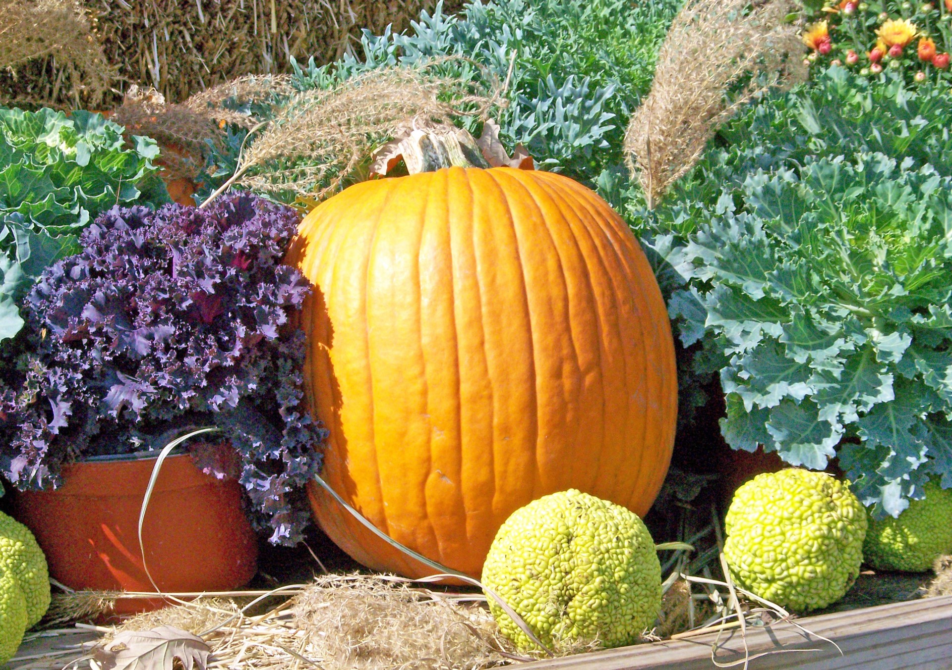 autumn fall pumpkin free photo