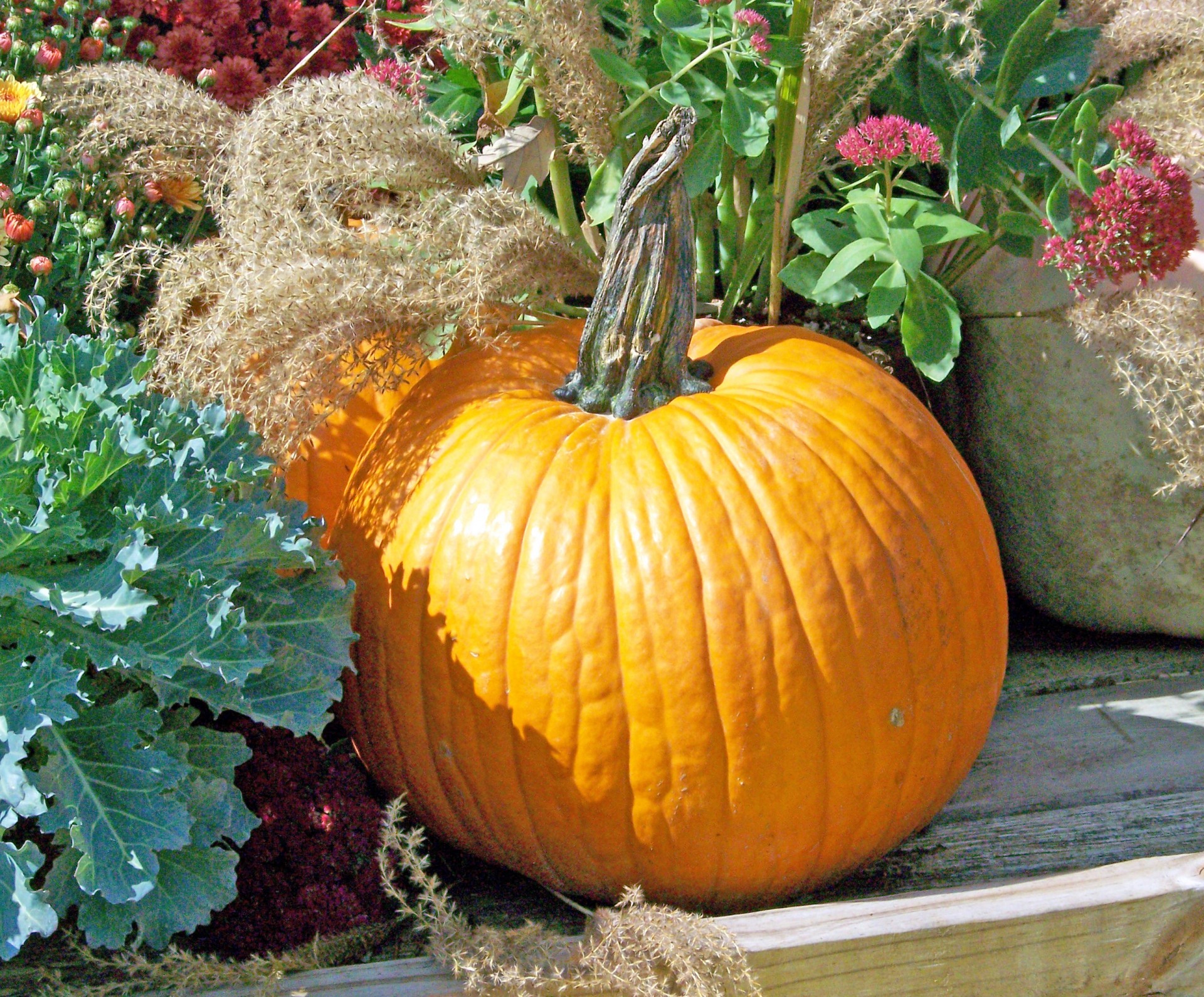 autumn fall pumpkin free photo