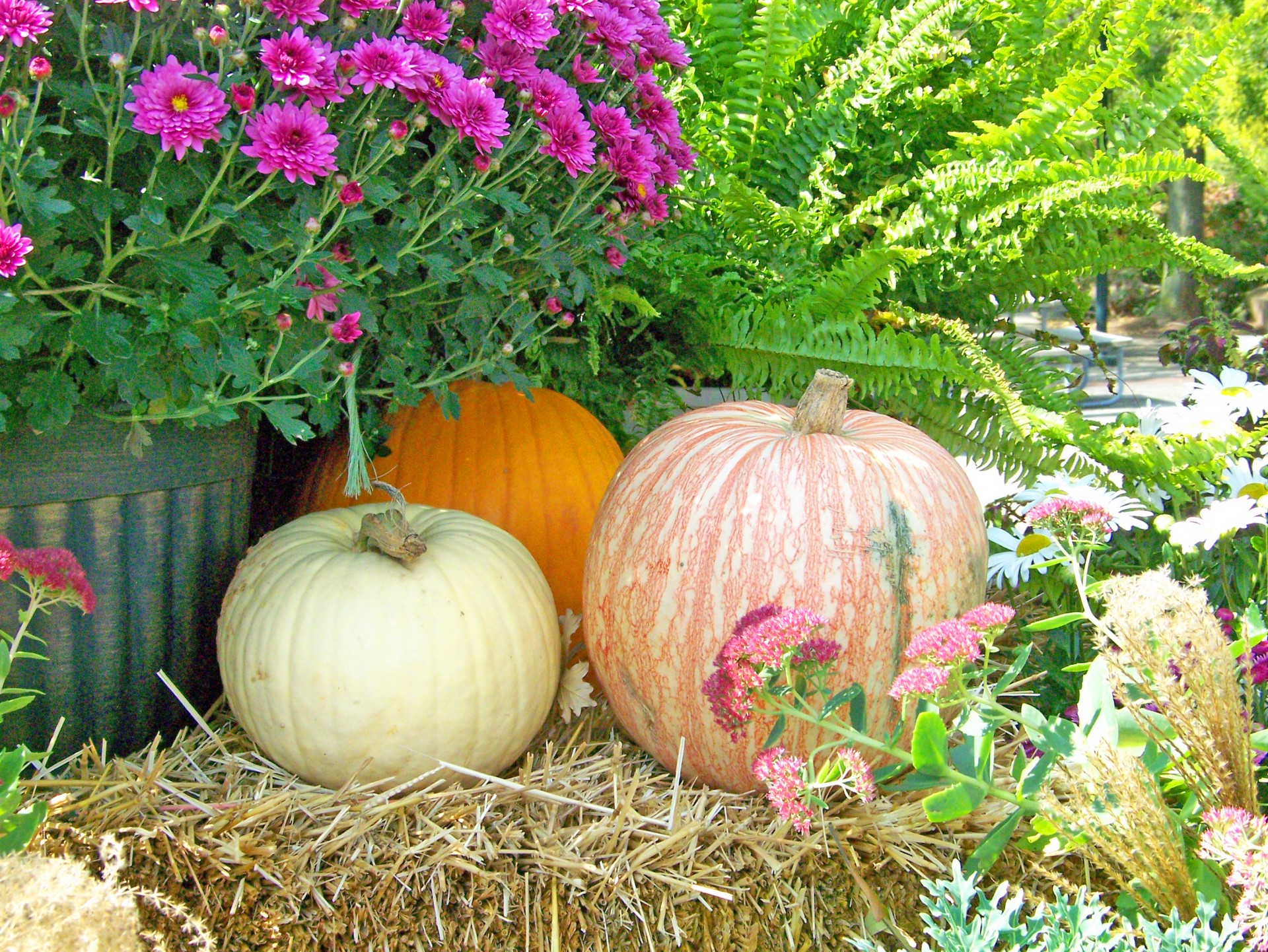 autumn fall flowers free photo