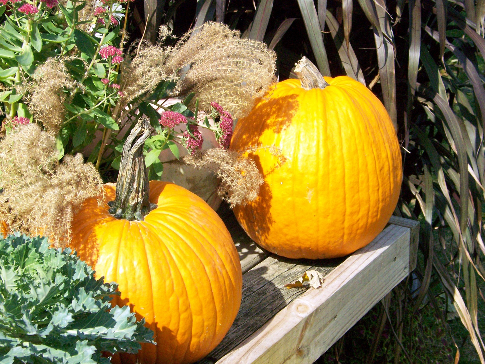 autumn fall pumpkins free photo