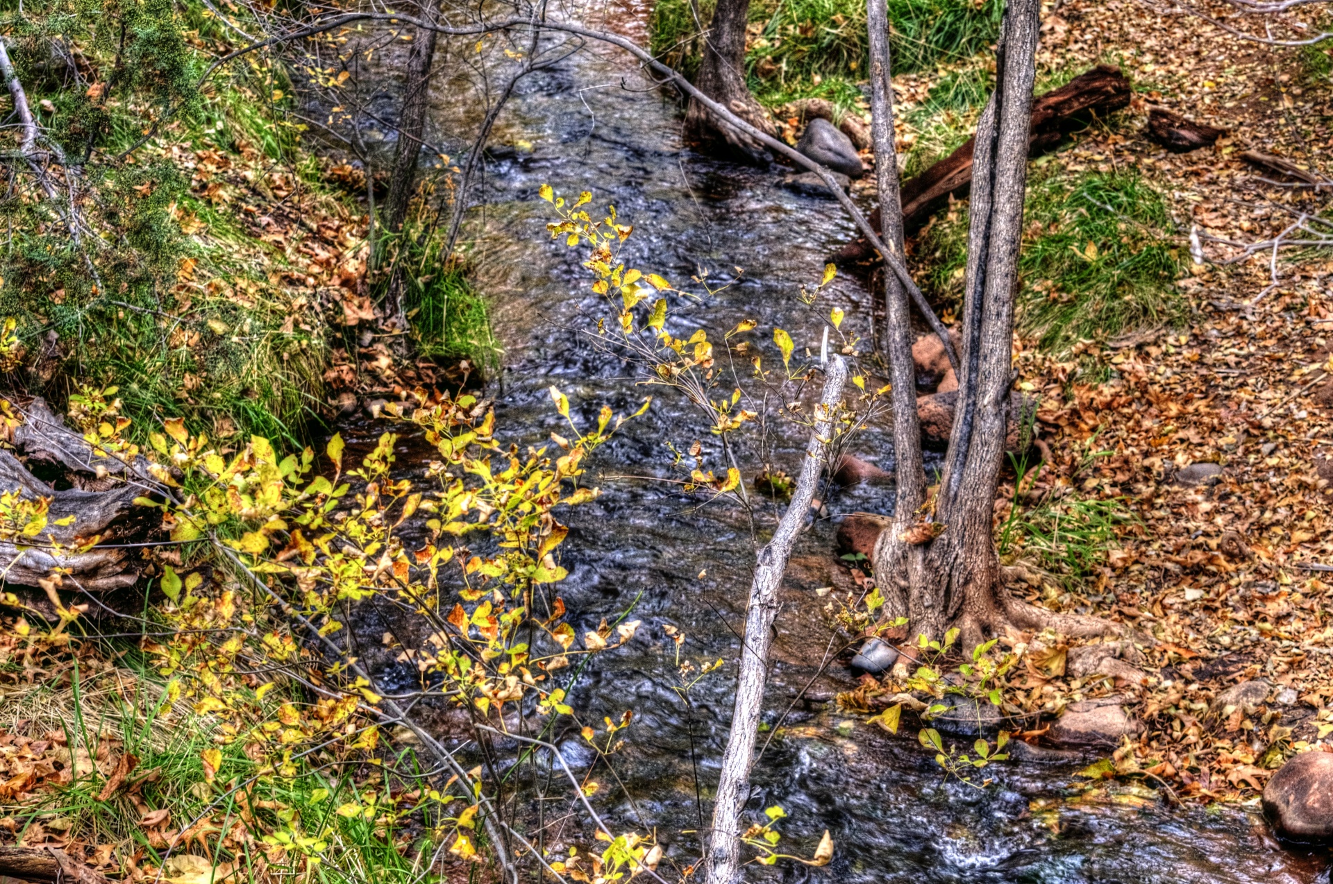 autumn fall leaves free photo