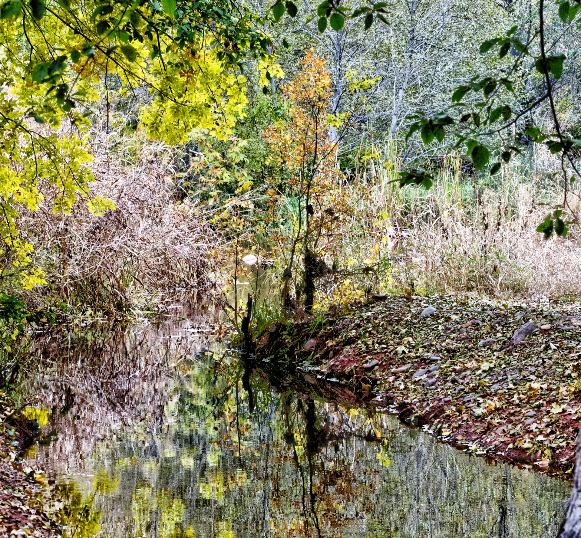 autumn fall leaves free photo