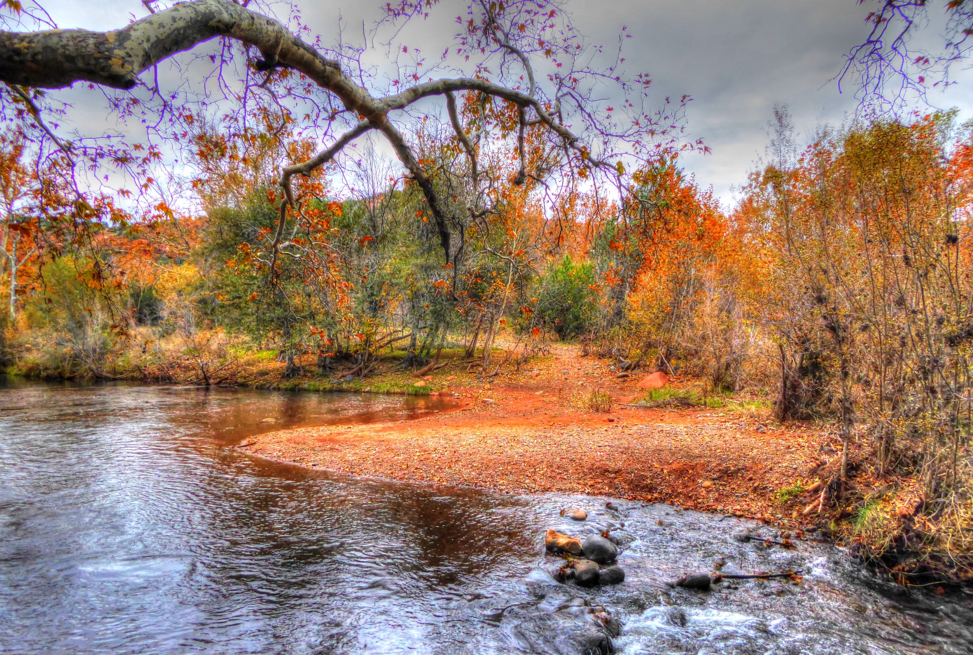 autumn fall leaves free photo