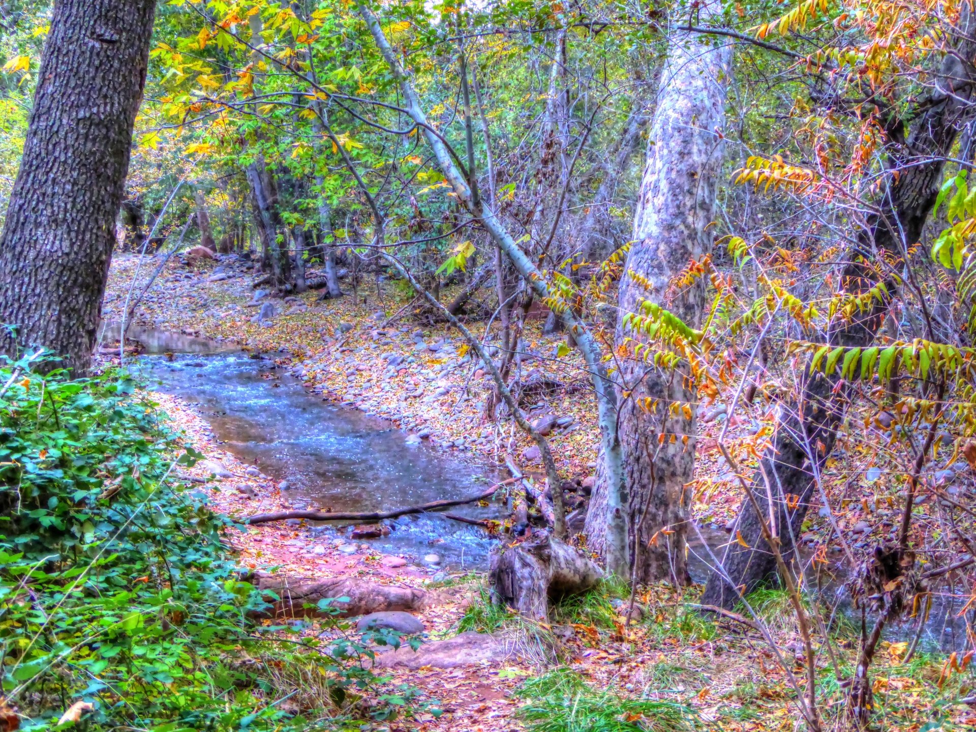 autumn fall leaves free photo