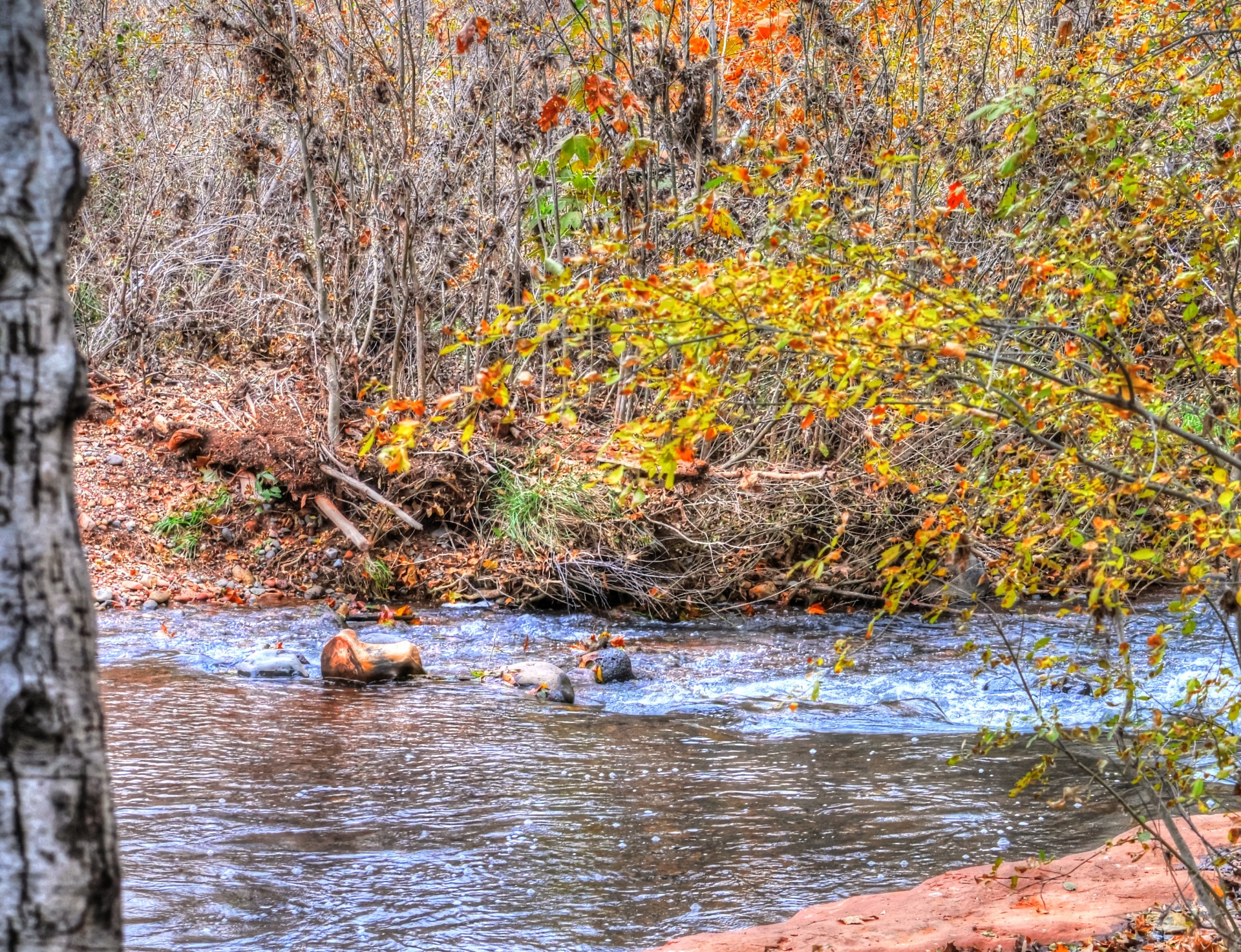 autumn fall leaves free photo