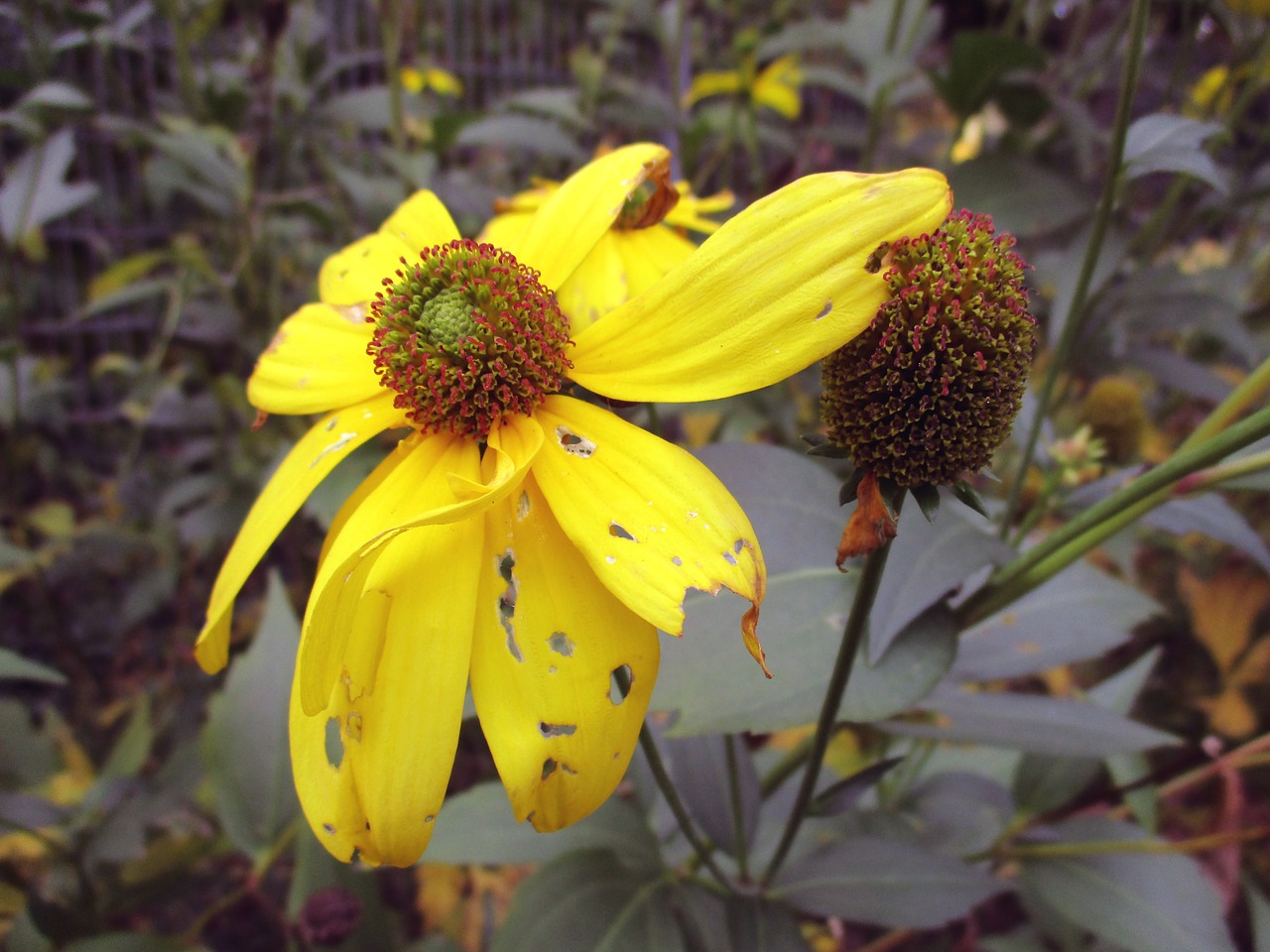 autumn sun flower blossom free photo