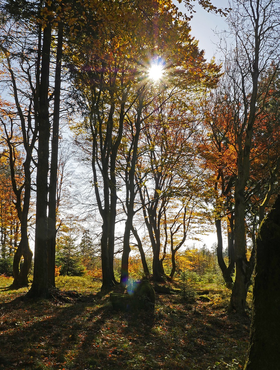 autumn sun golden october forest free photo