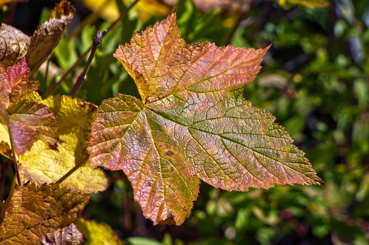 autumn thimbleberry leaf  color  leaf free photo