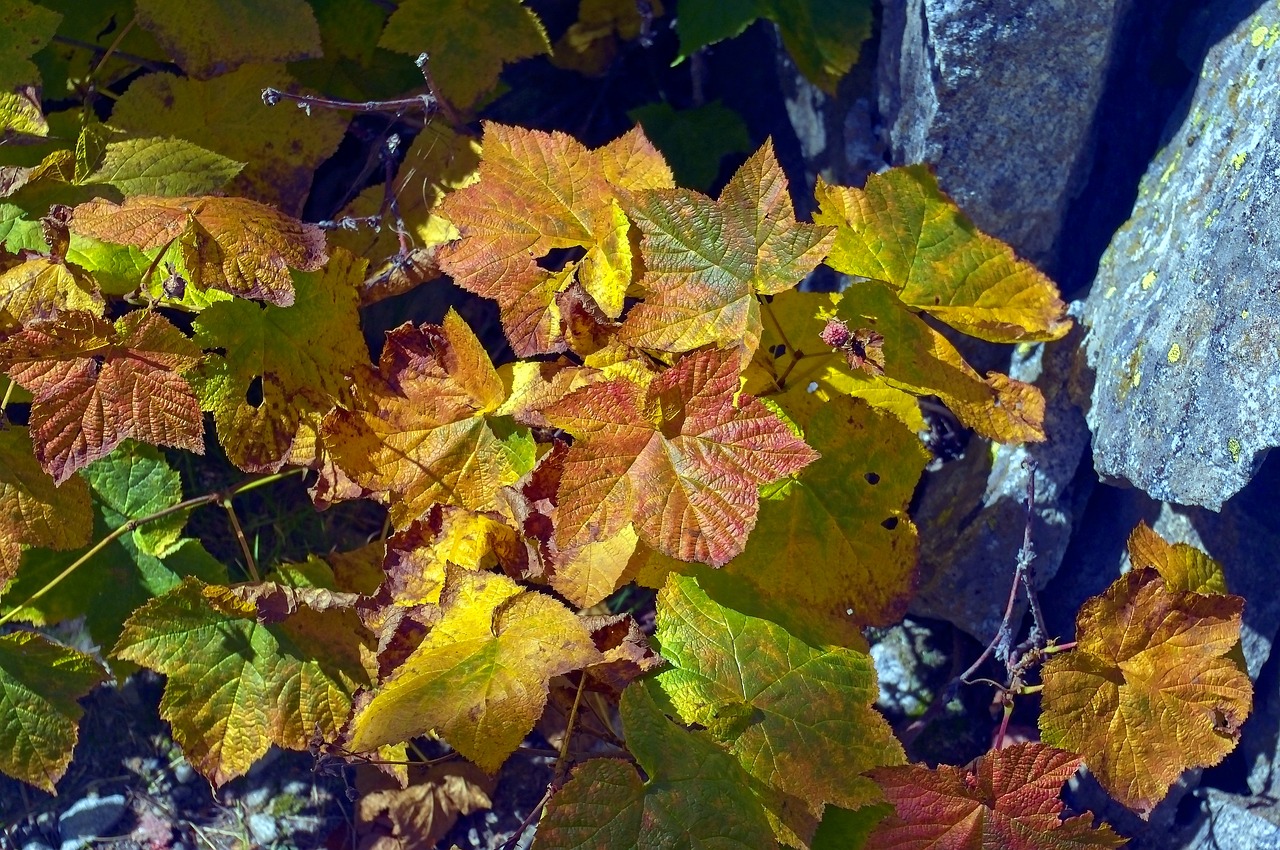 autumn thimbleberry leaves  color  leaves free photo