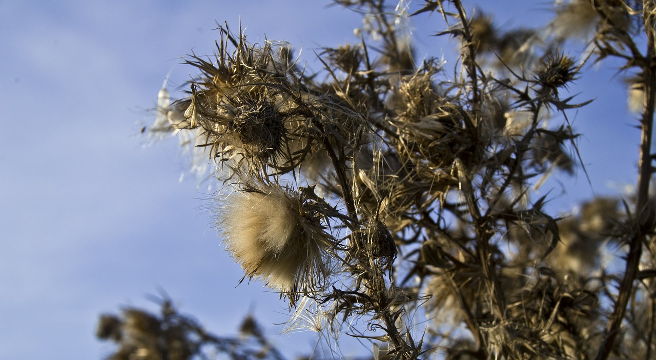 autumn thistle spur blossom free photo