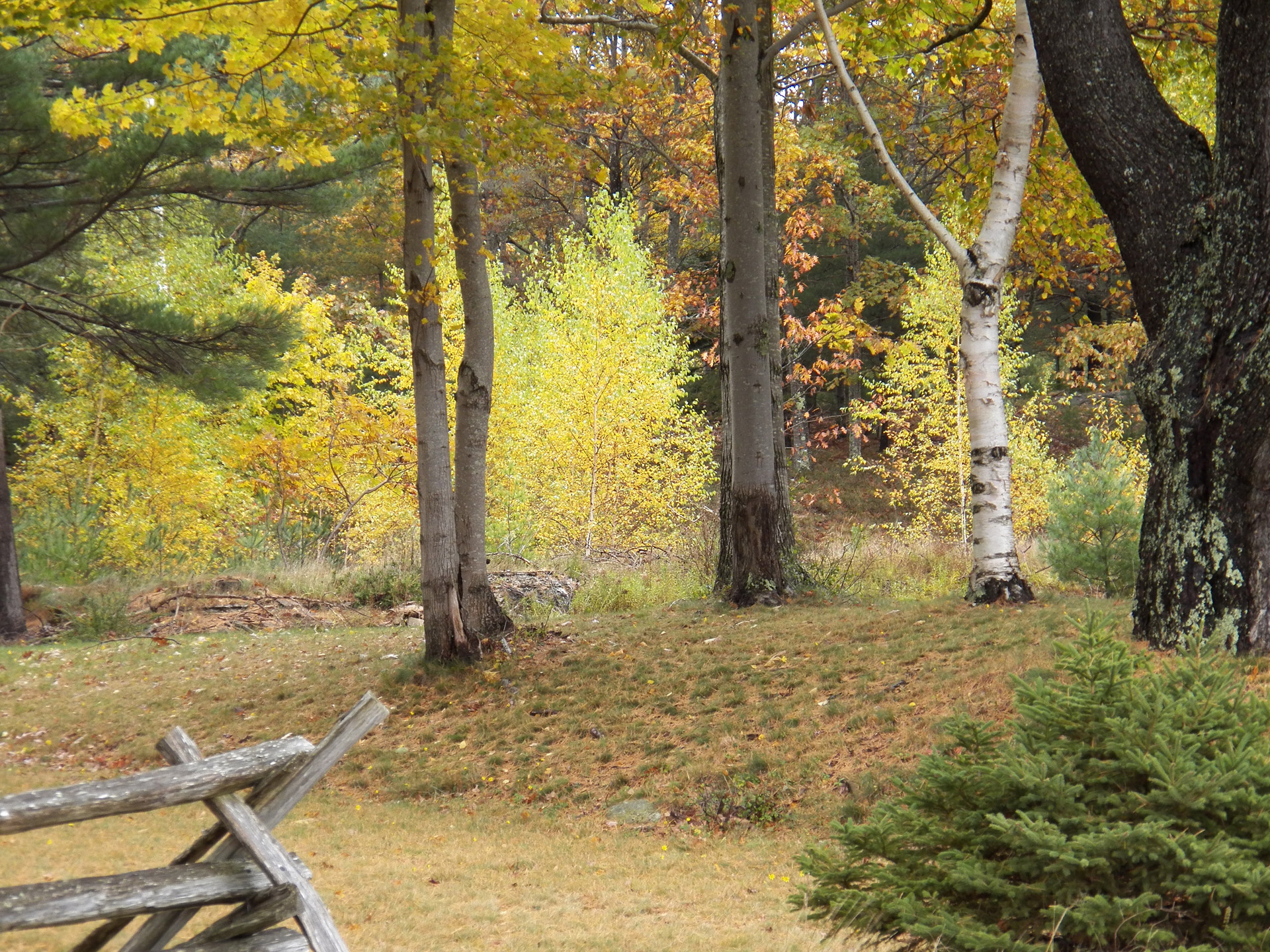 edit-free-photo-of-autumn-fall-autumn-trees-trees-nature-needpix