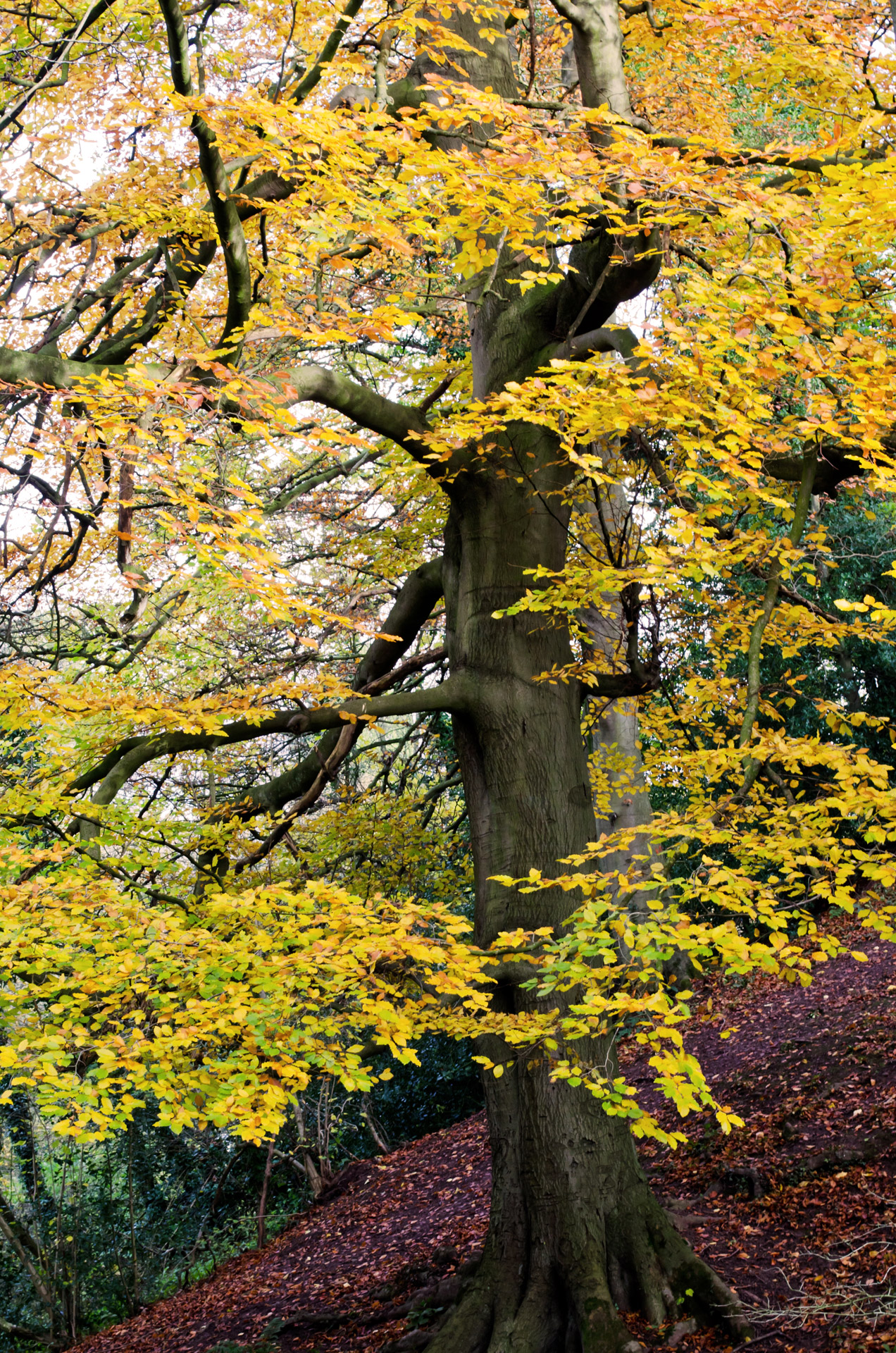 autumn season leaves free photo