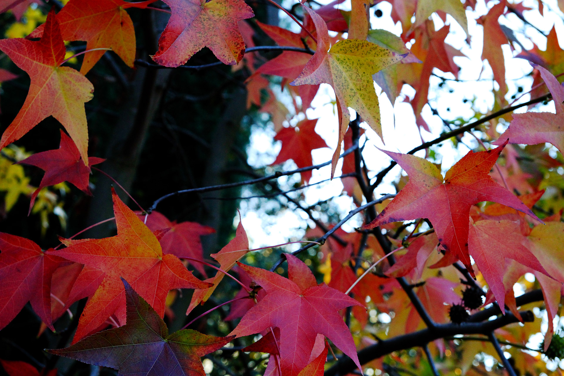 autumn fall tree free photo