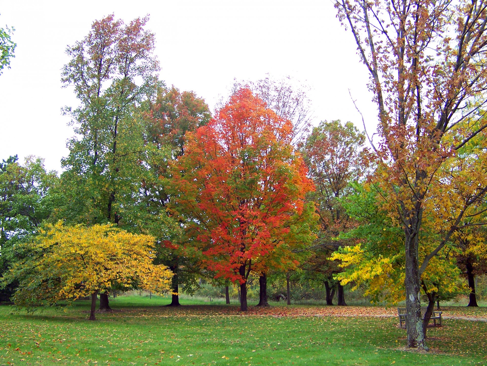 fall autumn leaves free photo