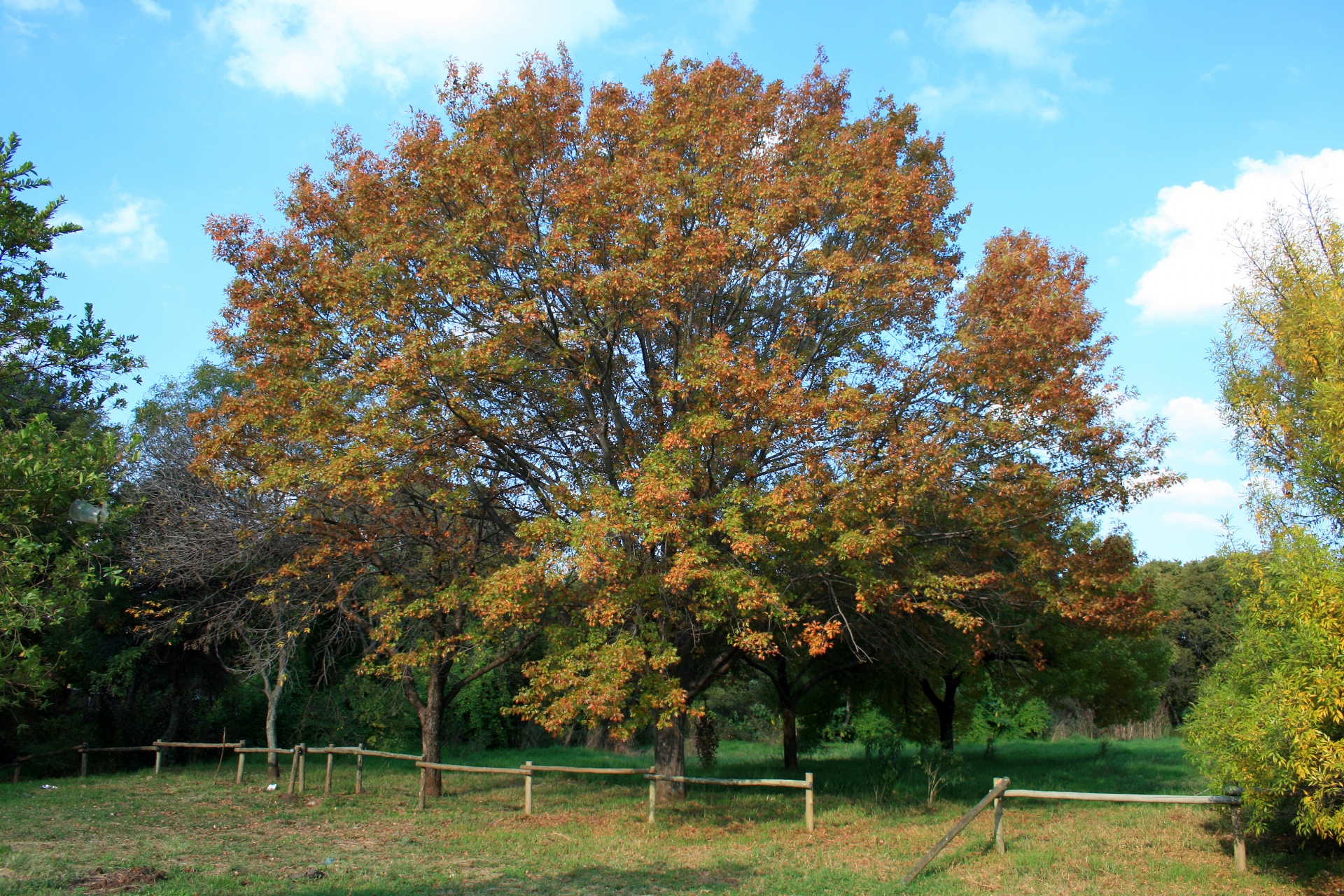 tree leaves coloured free photo