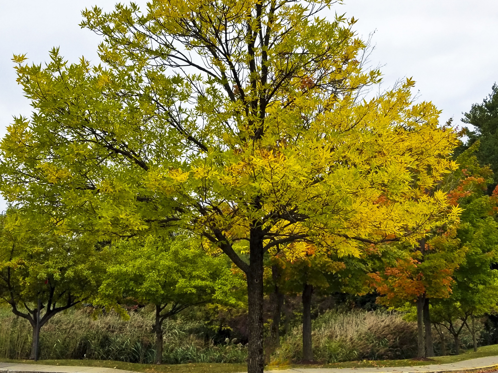 autumn fall foliage free photo