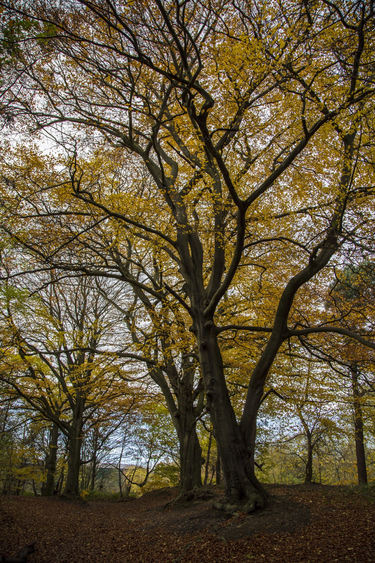 forest tree pathway free photo