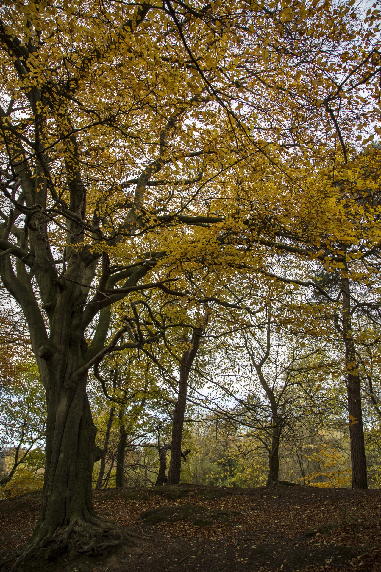 forest tree pathway free photo