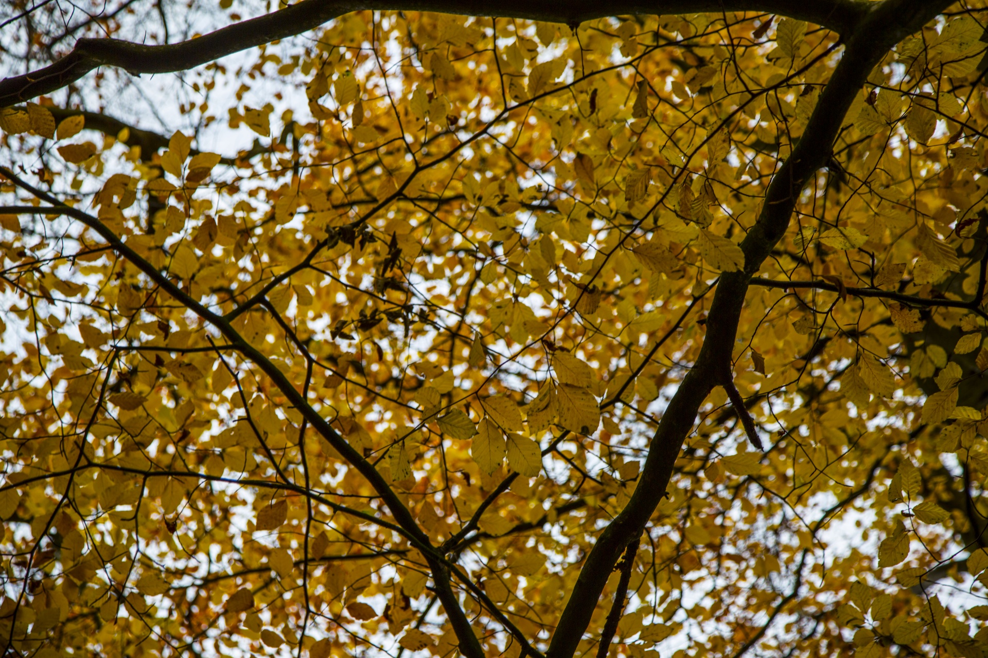 forest tree pathway free photo