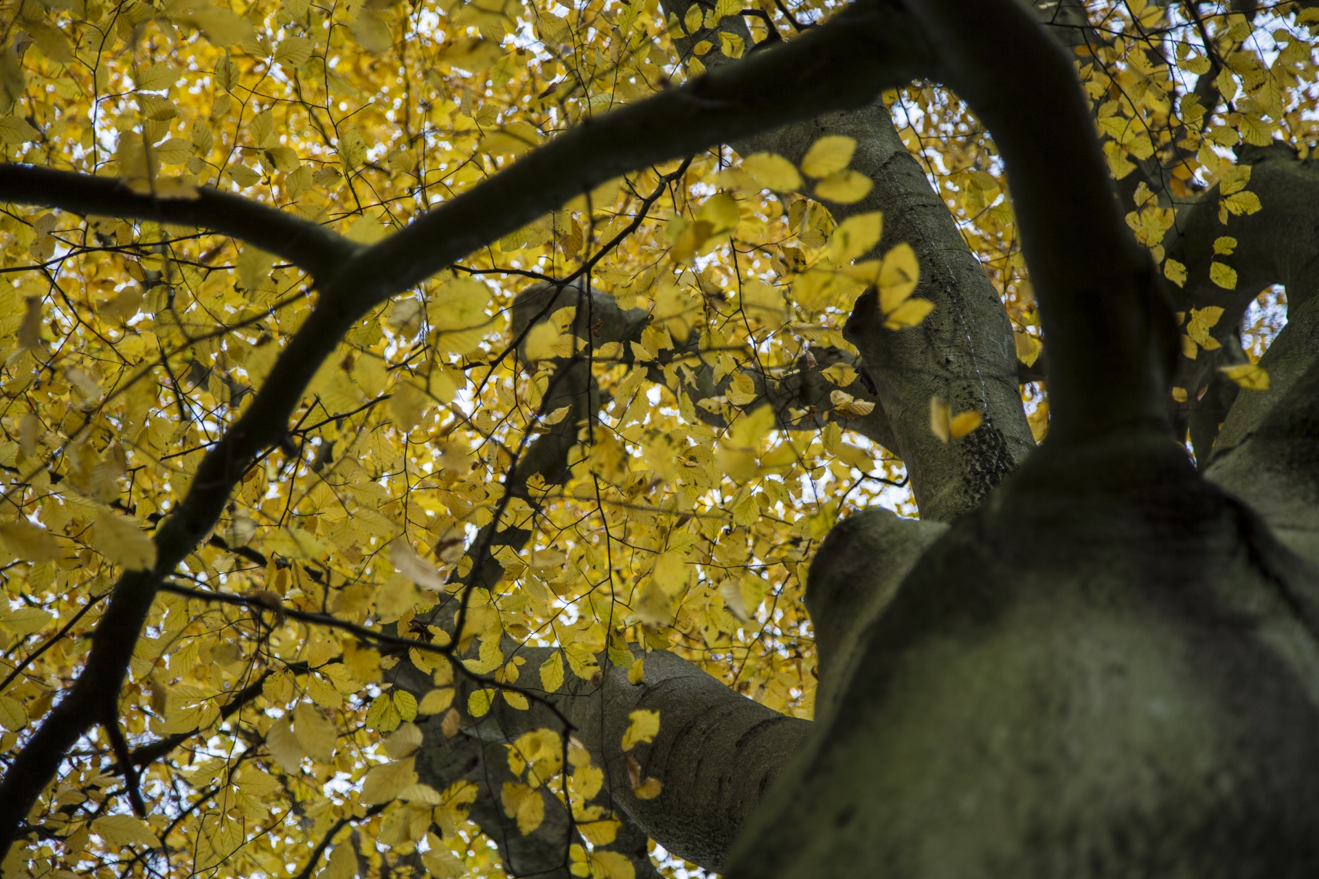 forest tree pathway free photo