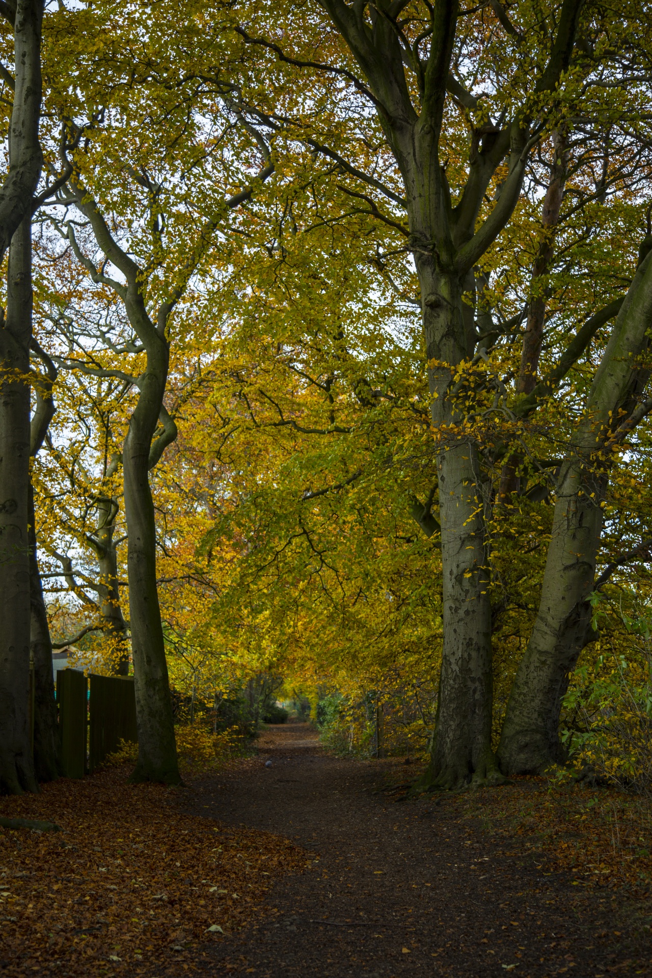 forest tree pathway free photo