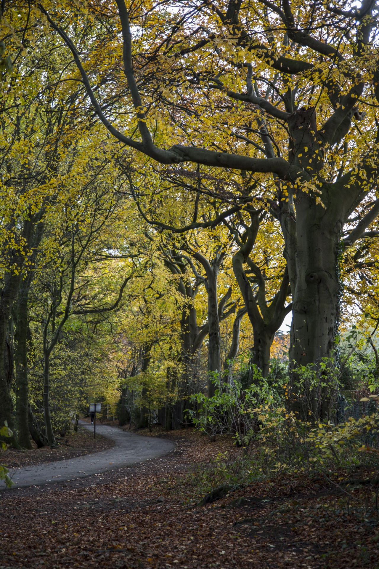 forest tree pathway free photo