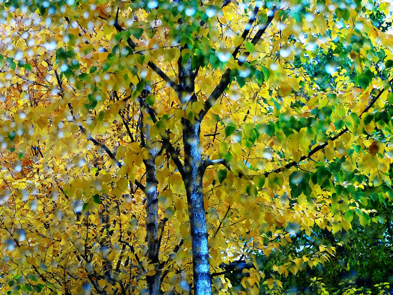 tree autumn drop of water free photo