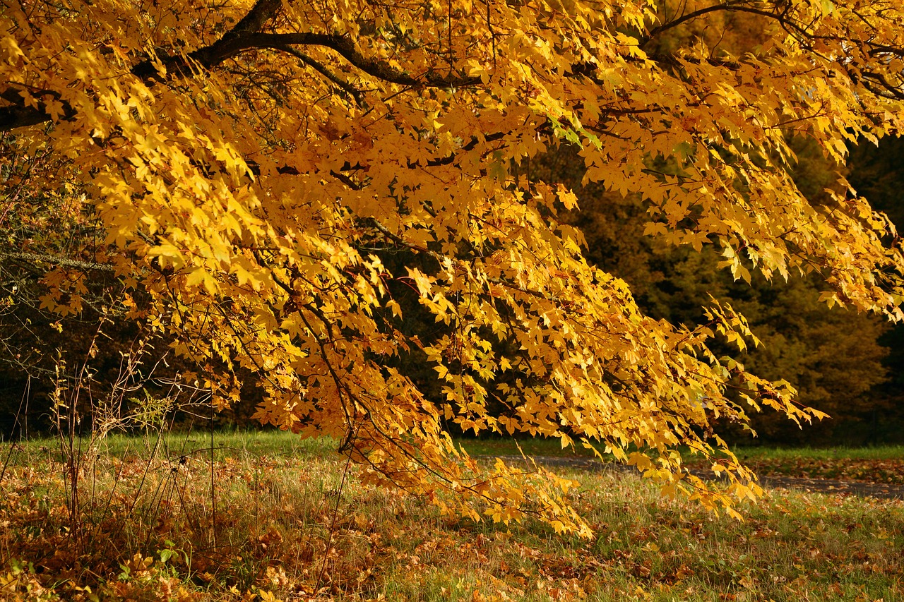 autumn tree emerge autumn free photo