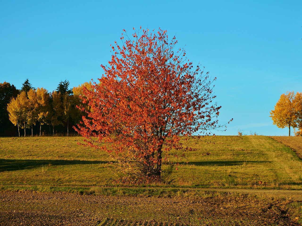 autumn tree autumn landscape free photo