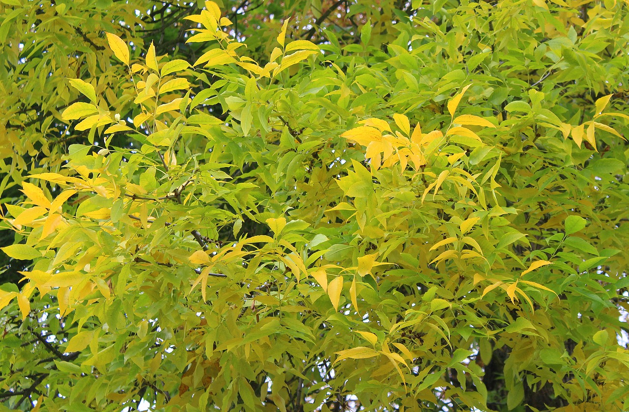 autumn tree yellow leaves autumn free photo