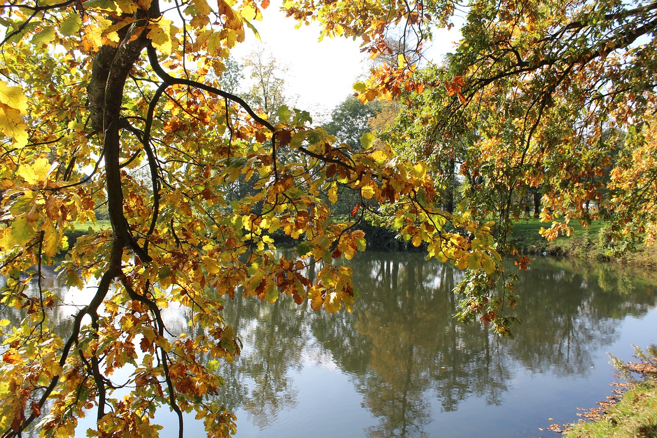 autumn tree water park free photo