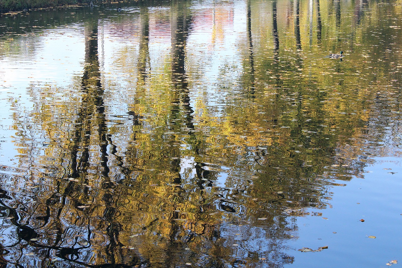 autumn tree reflection water free photo