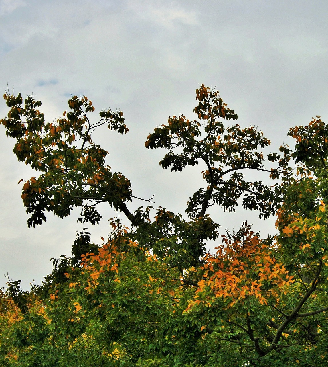 Download free photo of Autumn tree,tree,autumn,leaves,yellowing - from ...