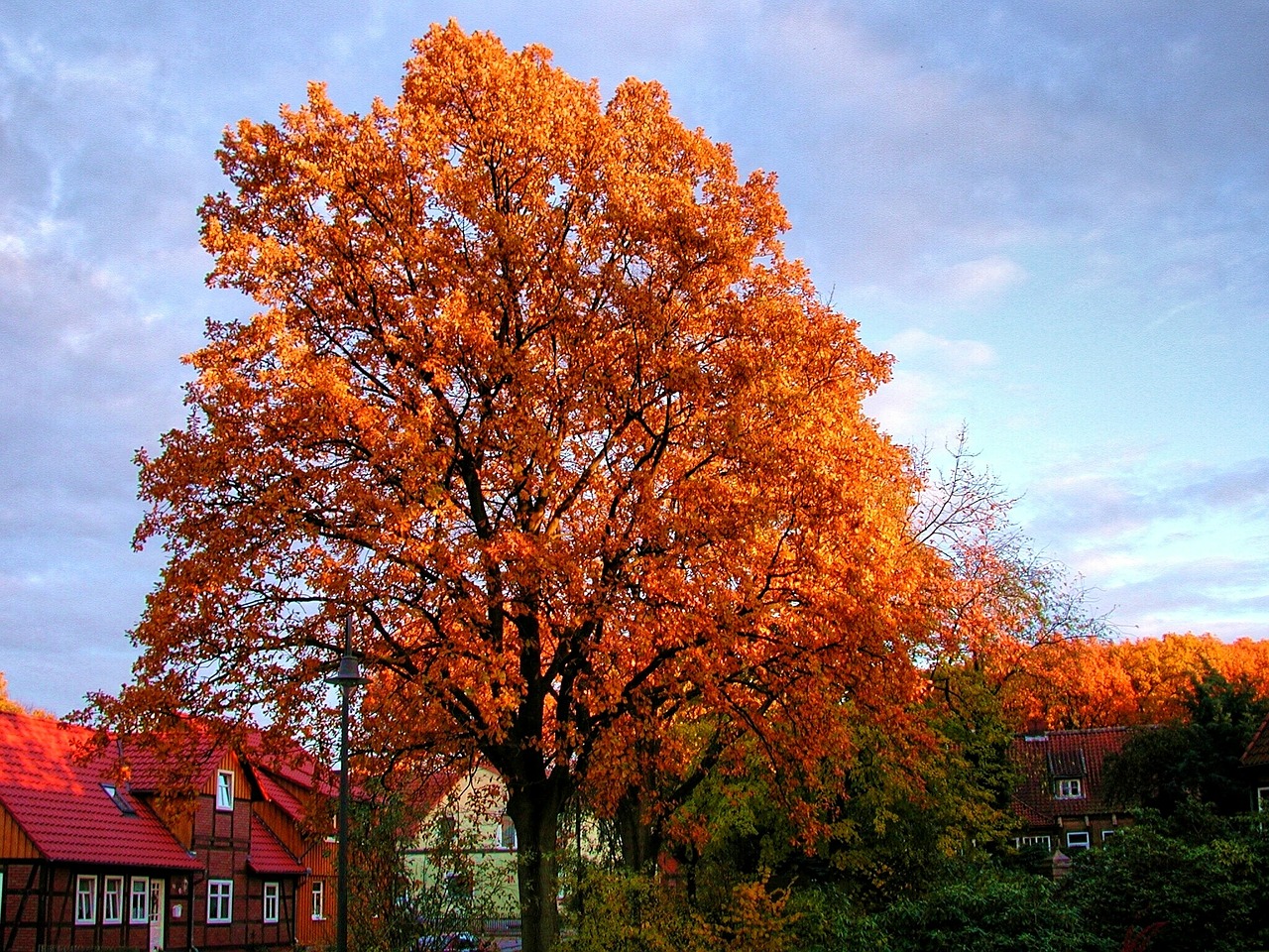 autumn tree autumn emerge free photo