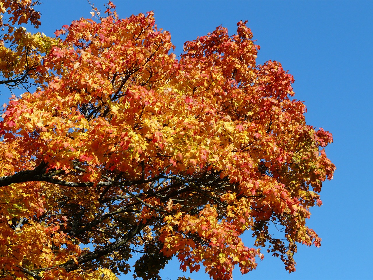 autumn tree maple coloring free photo