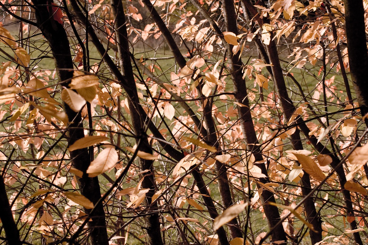 autumn tree colourful fall free photo