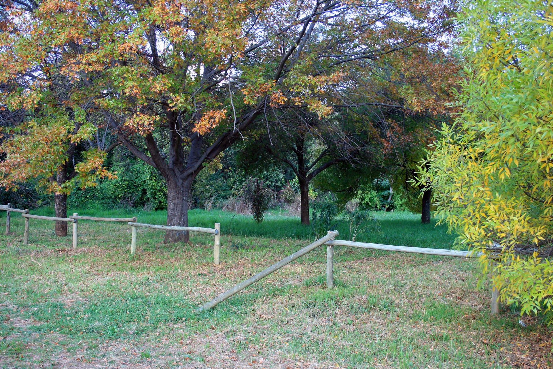 park trees yellow free photo